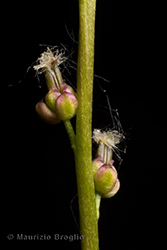 Immagine 3 di 8 - Triglochin palustris L.