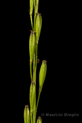 Immagine 5 di 8 - Triglochin palustris L.