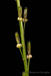 Immagine 6 di 8 - Triglochin palustris L.
