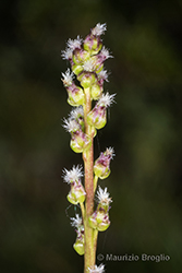 Immagine 7 di 8 - Triglochin palustris L.