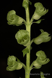 Immagine 6 di 7 - Teucrium scorodonia L.