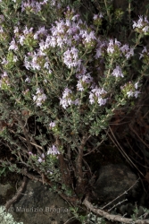 Immagine 4 di 6 - Thymus vulgaris L.