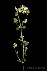 Immagine 5 di 11 - Thymus pulegioides L.