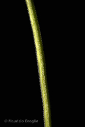 Immagine 8 di 11 - Thymus pulegioides L.