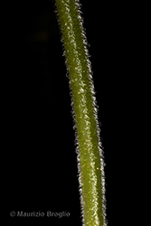 Immagine 9 di 11 - Thymus pulegioides L.