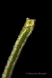 Immagine 10 di 11 - Thymus pulegioides L.