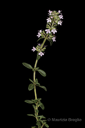 Immagine 6 di 11 - Thymus oenipontanus Heinr. Braun ex Borbás