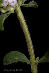 Immagine 7 di 11 - Thymus oenipontanus Heinr. Braun ex Borbás