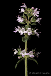 Immagine 8 di 11 - Thymus oenipontanus Heinr. Braun ex Borbás