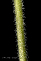 Immagine 9 di 11 - Thymus oenipontanus Heinr. Braun ex Borbás