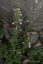 Immagine 1 di 10 - Clinopodium nepeta (L.) Kuntze