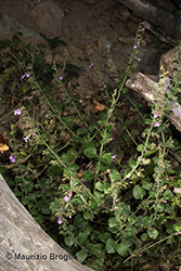Immagine 7 di 10 - Clinopodium nepeta (L.) Kuntze