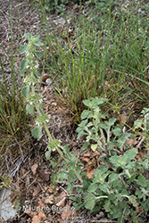 Immagine 1 di 7 - Marrubium vulgare L.