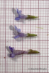 Immagine 6 di 7 - Glechoma hederacea L.