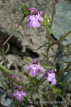 Galeopsis angustifolia Ehrh. ex Hoffm.