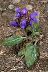 Immagine 1 di 3 - Prunella grandiflora (L.) Scholler