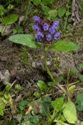 Immagine 1 di 3 - Prunella vulgaris L.