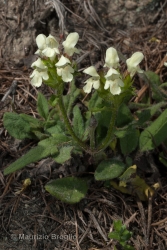 Immagine 2 di 3 - Prunella laciniata (L.) L.
