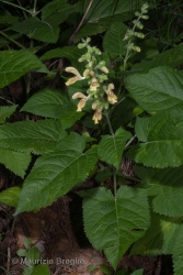 Immagine 1 di 4 - Salvia glutinosa L.
