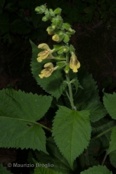 Immagine 2 di 4 - Salvia glutinosa L.