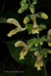 Immagine 3 di 4 - Salvia glutinosa L.