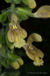 Immagine 4 di 4 - Salvia glutinosa L.