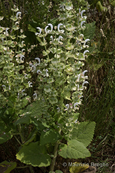 Immagine 3 di 8 - Salvia sclarea L.