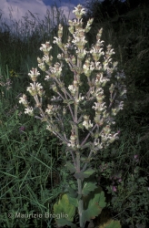 Immagine 1 di 5 - Salvia aethiopis L.
