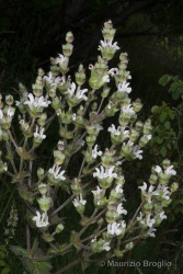 Immagine 3 di 5 - Salvia aethiopis L.
