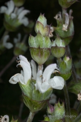 Immagine 4 di 5 - Salvia aethiopis L.