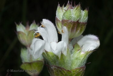 Immagine 5 di 5 - Salvia aethiopis L.