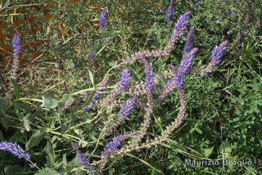 Immagine 1 di 6 - Salvia nemorosa L.