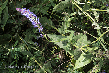 Immagine 2 di 6 - Salvia nemorosa L.