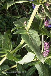 Immagine 3 di 6 - Salvia nemorosa L.