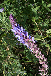 Immagine 4 di 6 - Salvia nemorosa L.