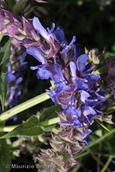 Immagine 5 di 6 - Salvia nemorosa L.