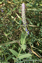 Immagine 6 di 6 - Salvia nemorosa L.