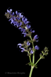 Immagine 3 di 4 - Salvia pratensis L.