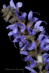 Immagine 4 di 4 - Salvia pratensis L.