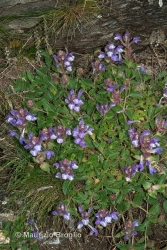 Immagine 1 di 5 - Scutellaria alpina L.