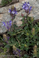 Immagine 2 di 5 - Scutellaria alpina L.