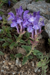 Immagine 4 di 5 - Scutellaria alpina L.