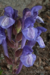 Immagine 5 di 5 - Scutellaria alpina L.