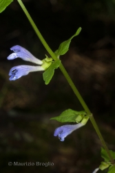 Immagine 1 di 2 - Scutellaria galericulata L.