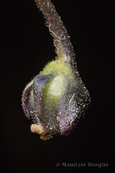 Immagine 7 di 8 - Pinguicula leptoceras Rchb.