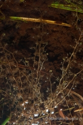 Immagine 1 di 4 - Utricularia minor L.