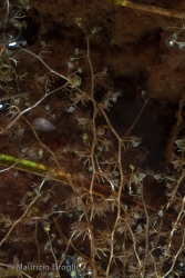 Immagine 2 di 4 - Utricularia minor L.