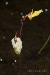 Immagine 4 di 4 - Utricularia minor L.