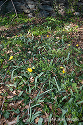 Immagine 1 di 6 - Tulipa sylvestris L.