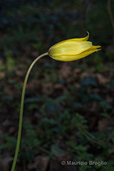 Immagine 2 di 6 - Tulipa sylvestris L.